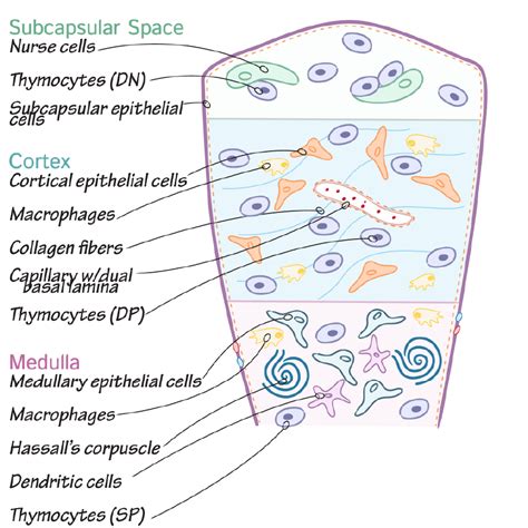 Histology Glossary: Thymus | ditki medical & biological sciences