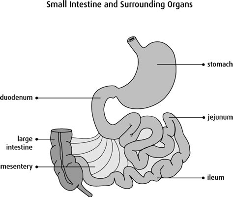 Free Human Body, Human Body Parts, Intestines Anatomy, Pharmacy Images ...