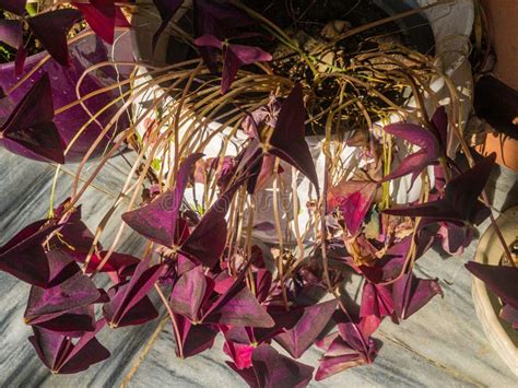 Drying Plant of a Oxalis Triangularis Purple Shamrock Stock Photo ...