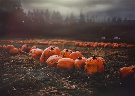 Pumpkin Patch Photos, Download The BEST Free Pumpkin Patch Stock Photos ...