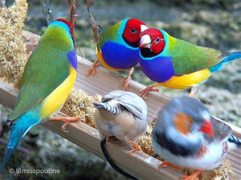 Zebra Finch Colors