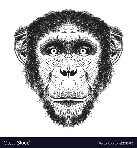 Chimpanzee Face Drawing
