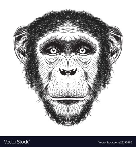 Chimpanzee han drawn sketch Royalty Free Vector Image