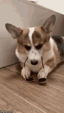 Corgi GIFs | Tenor