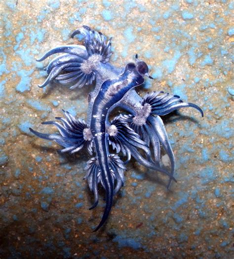 ‘Blue Dragon’ Sea Slugs May Look Pretty but Deliver Potent Sting ...