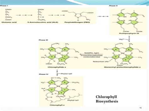 Chlorophyll