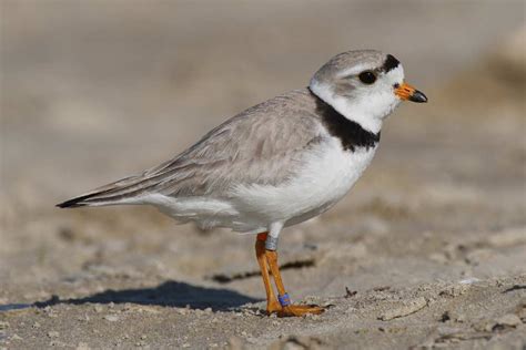 Piping Plover - Profile | Facts | Nest | Habitat | Traits | Eggs - Bird Baron