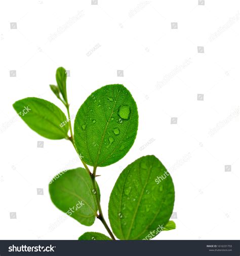 Ziziphus Mauritiana Leaves White Background Stock Photo 1616331793 | Shutterstock