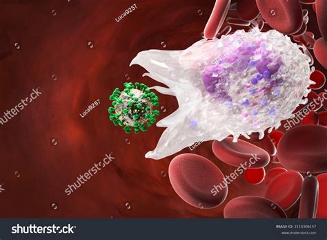 Leukocyte Phagocytosis White Blood Cells Vein Stock Illustration ...