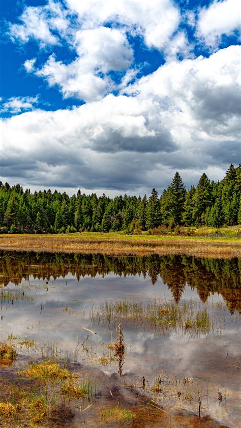 Download wallpaper 2160x3840 pond, reflection, forest, trees, nature ...