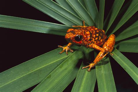 Splendid Poison Dart Frog On Bromeliad Photograph by Pete Oxford