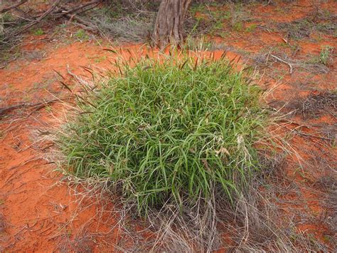 How to manage a commercially valuable invasive species – buffel grass? – Iadine Chadès