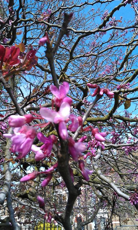 Judas Tree A Couple Of Weeks Later