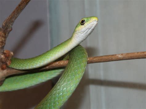 File:Rough Green Snake 0589.jpg - Wikimedia Commons