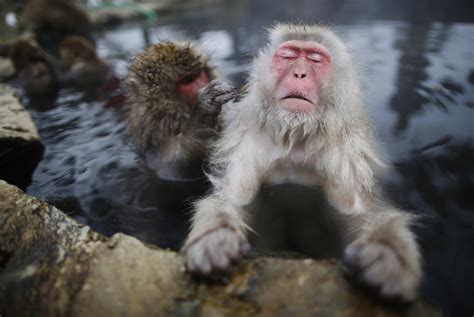 Snow Monkeys Bathe in Hot Springs to Relieve Stress Just Like We Do, Study Shows - Newsweek