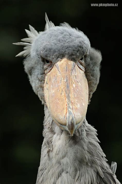 Angry look / 500px | Shoebill, Shoebill stork, Pet birds