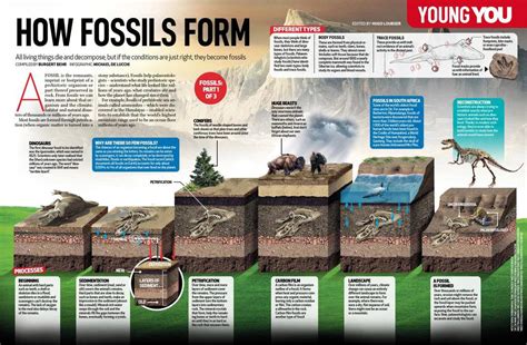 How Fossils Form - You South Africa | Scribd