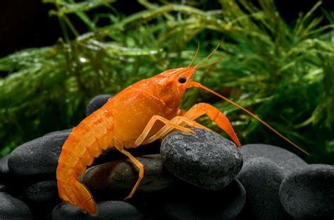 Dwarf Crayfish Care Guide: A Complete Fact Sheet, Breeding, & Behavior