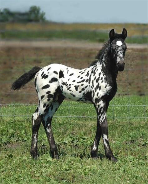 tickled-fancy | Appaloosa horses, Horses, Horse breeds