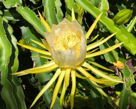 Hylocereus undatus | GardensOnline