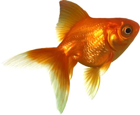 Goldfish PNG, Resolution:1200x987 Transparent Png Image - ImgsPng