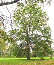 Pin Oak Trees - Midwest Gardening