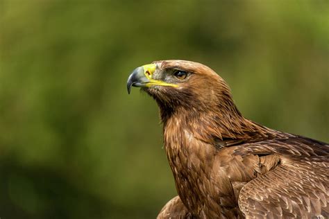 Close-up of sunlit golden eagle looking up Photograph by Ndp - Pixels