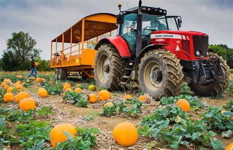 Where To Go Pumpkin Picking Near London This Autumn | Londonist