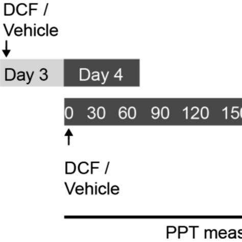 Experimental protocol. Complete Freund's adjuvant (CFA) was injected ...