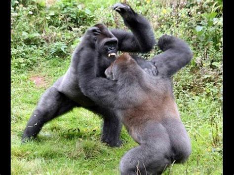 Top 5 Gorilla Fights On Camera | Zoo Fight | Gorilla, Animals wild, Great ape