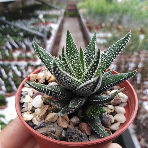 Haworthia attenuata v. britteniana fo. III - Uhlig Kakteen - more than ...