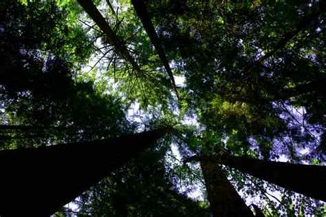 Free picture: old, growth, canopy, trees