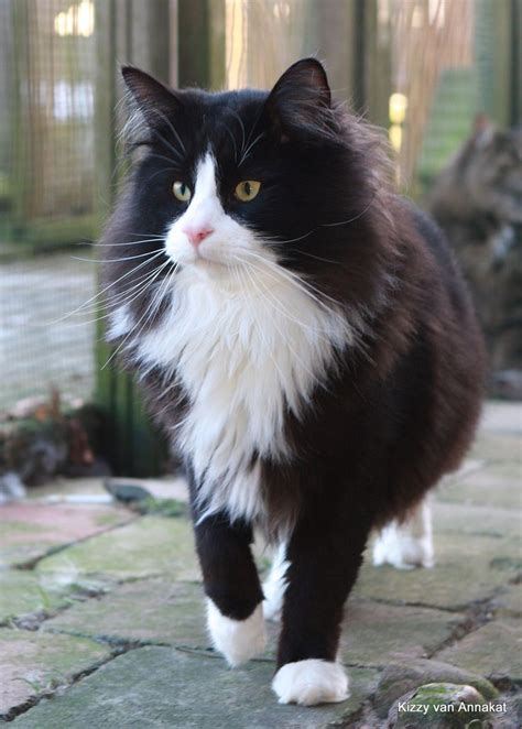 Tuxedo Cat Breeds Long Hair - Pets Lovers