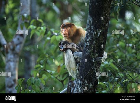 Female proboscis monkey and baby Borneo Stock Photo - Alamy