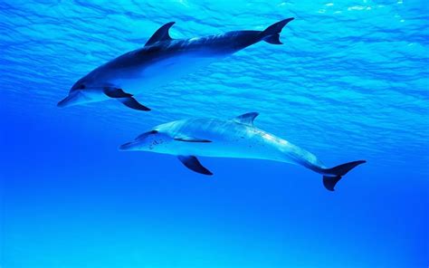 A Cute Baby Dolphin at ganaylinblog Blog