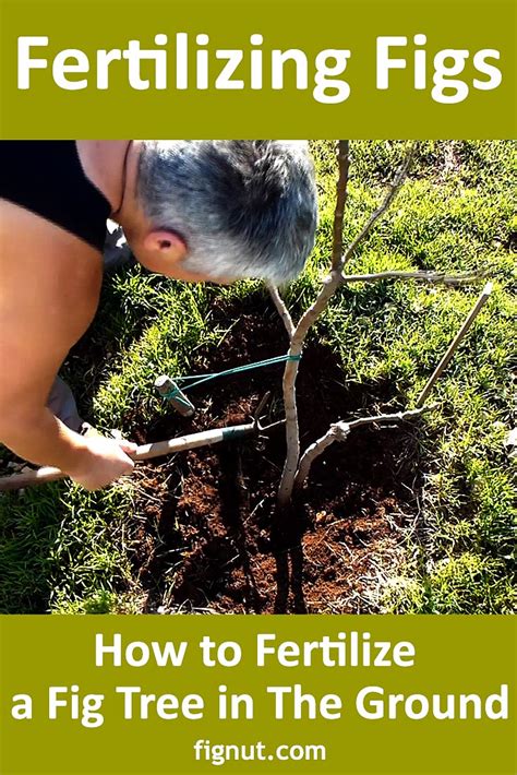 How to Fertilize a Fig Tree in The Ground - FigNut