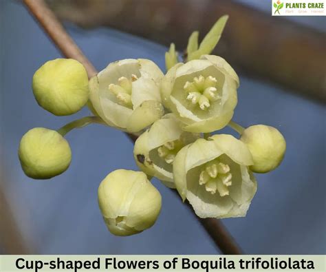 Can Boquila Trifoliolata Do Mimicry Of Fake Plant?