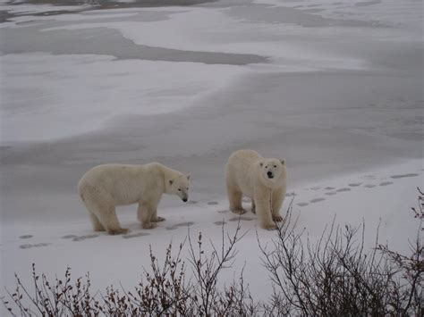 Churchill, Manitoba polar bears/IMG_8005