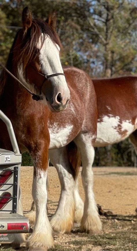 A Pair of Registered Clydesdale Mares in Foal