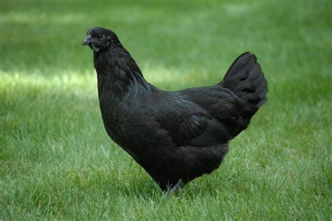 Ultimate List of Black Chicken Breeds