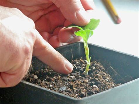 How Do You Take Cuttings From Geraniums