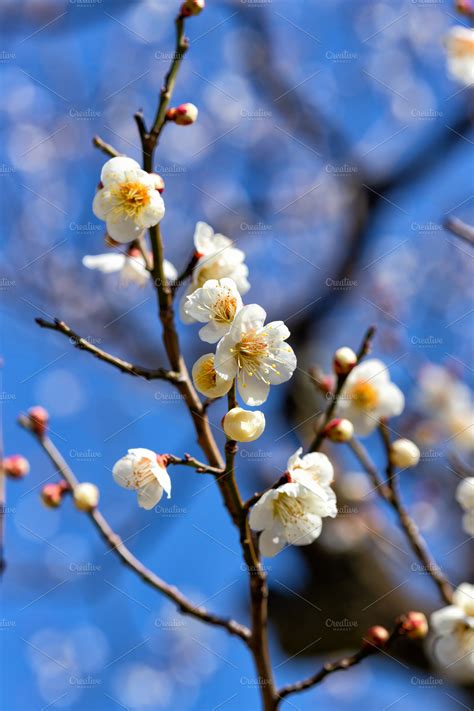 Japanese plum blossoms | High-Quality Nature Stock Photos ~ Creative Market