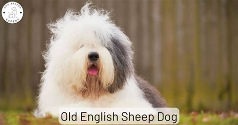 The Old English Sheep Dog - A Long-haired Clown