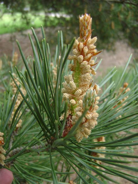 Pine, Scotch (Scots) | Nebraska Forest Service