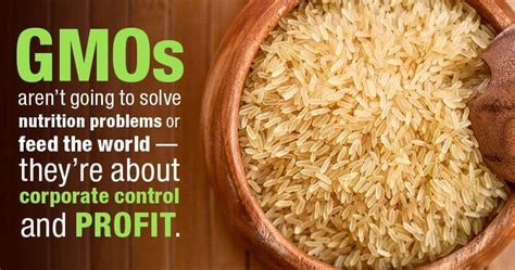 Golden Rice: The GMO crop loved by humanitarians, opposed by Greenpeace ...