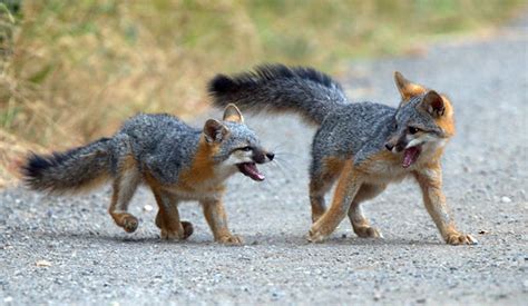 Gray Fox pups playing | Coyote Hills Regional Park, Fremont,… | Flickr