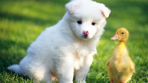 Best Cute Puppies Wallpaper HD - Live Wallpaper HD