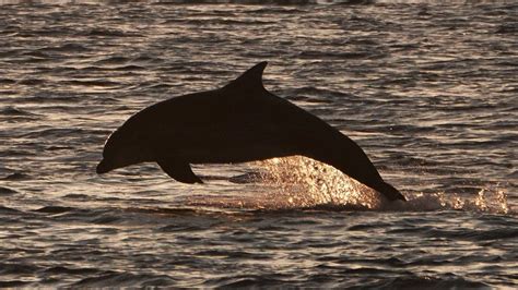 Scottish-based team delves into mysteries of blubber - BBC News