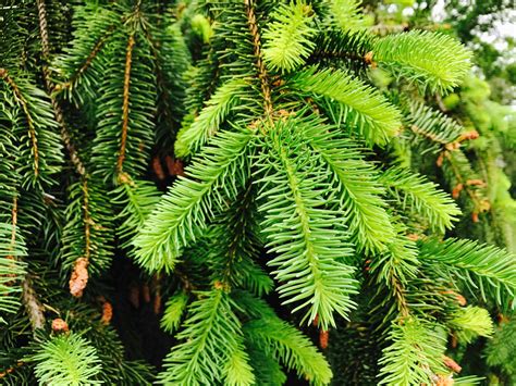 Closeup Conifer Tree · Free Stock Photo