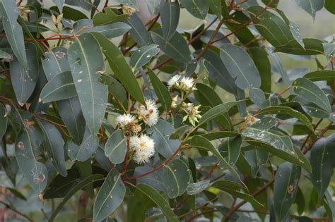 Swamp mahogany in flower | Swamp mahogany, Eucalyptus robust… | Flickr